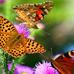 担保交易无忧的网站防ddos攻击